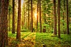 Auringonvalo siivilöityy korkeiden puiden välistä vihreään metsään.