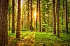Auringonvalo siivilöityy korkeiden puiden välistä vihreään metsään.