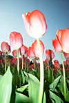 Punavalkoisia tulppaaneja kukkapenkissä sinistä taivasta vasten.