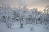 Kuuran peittämä luminen metsämaisema vaaleassa talvivalossa.