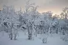 Kuuran peittämä luminen metsämaisema vaaleassa talvivalossa.